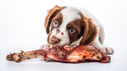 The Ultimate Guide to Raw Feeding Your Puppy