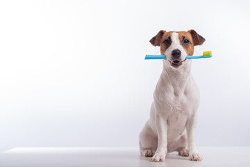 Good  Dental Hygiene  for Our Furry Friends